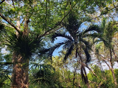 Tulum Spaziergang Natur